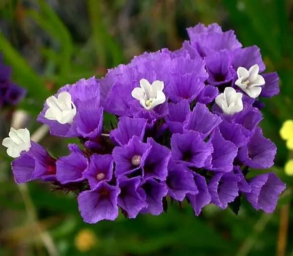 活血草有什么功效(补血活血的中草药)-柯彬号