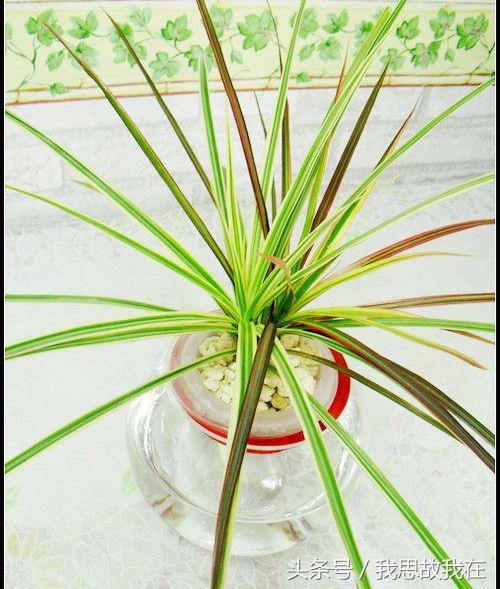 千年木的养殖方法，千年木的养殖方法和注意事项 百度网盘（室内千年木水培栽培方法大揭露）