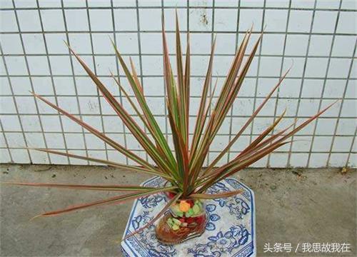 千年木的养殖方法，千年木的养殖方法和注意事项 百度网盘（室内千年木水培栽培方法大揭露）