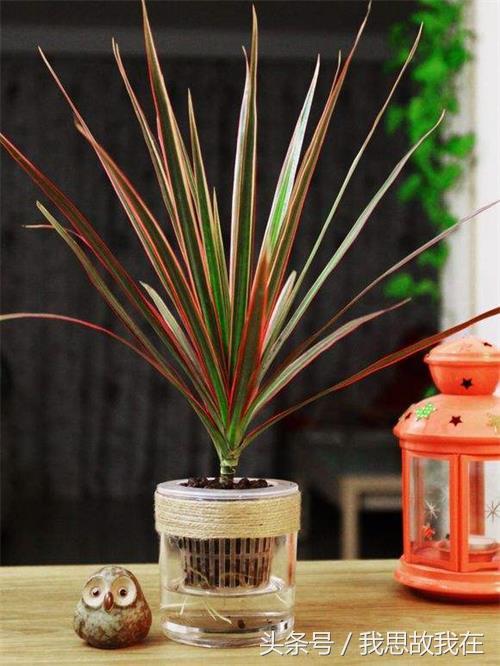 千年木的养殖方法，千年木的养殖方法和注意事项 百度网盘（室内千年木水培栽培方法大揭露）