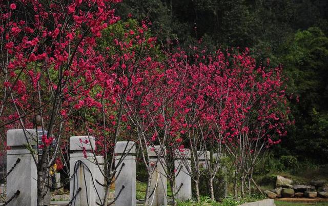 梅花树是什么时候发芽，梅花树什么时候结果（梅花繁殖及栽培技术）