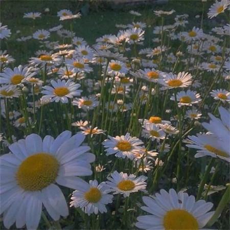 各种委屈和难过，微信头像，各种委屈和难过（微信朋友圈背景图伤感意境）