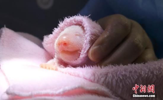 首对圈养熊猫诞生，首对圈养熊猫诞生是什么时候（2018年全球首对圈养双胞胎大熊猫诞生）