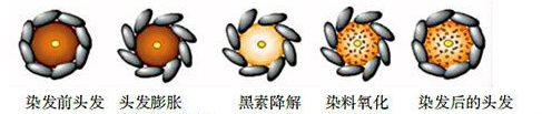 漂染头发的危害有哪些，真的会致癌么（发质变差……使用劣质染发剂危害很大）
