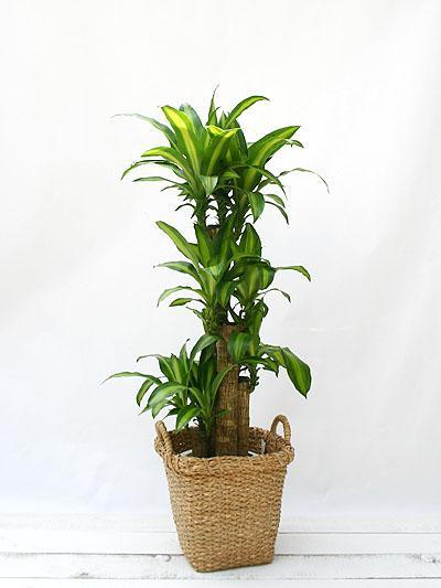 巴西木的寓意是什么呢，巴西木什么含义（种植方法教你分清巴西木和巴西美人铁）