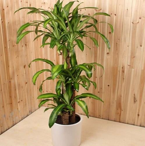 巴西木的寓意是什么呢，巴西木什么含义（种植方法教你分清巴西木和巴西美人铁）