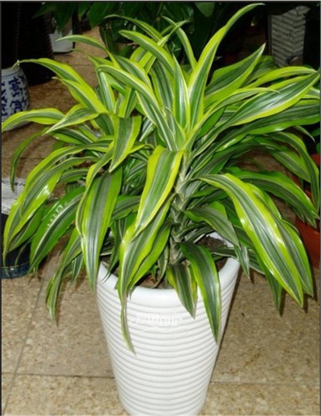 巴西木的寓意是什么呢，巴西木什么含义（种植方法教你分清巴西木和巴西美人铁）