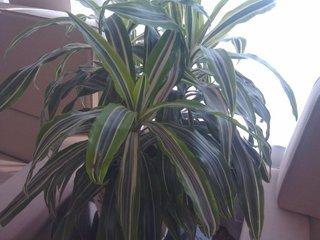 巴西木的寓意是什么呢，巴西木什么含义（种植方法教你分清巴西木和巴西美人铁）