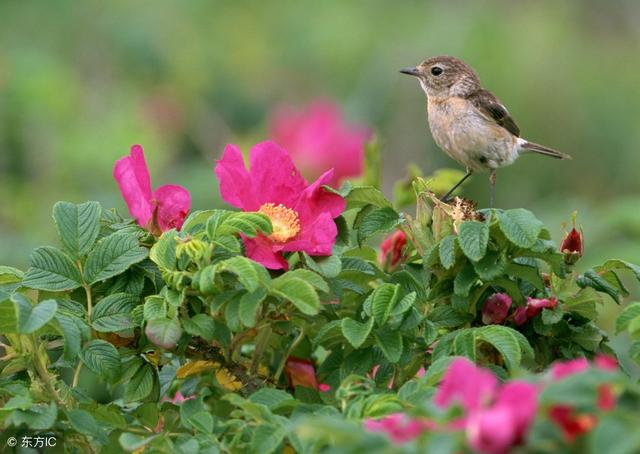 倦鸟归林是什么意思，倦鸟归林的解释（踏莎行——倦鸟归林）