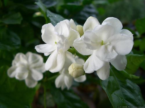 茉莉花的种类有哪些，茉莉花的种类有哪些名字（优点多多长久芬芳）