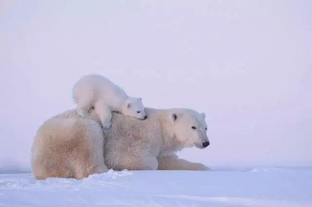 北极熊为什么不怕冷，北极熊会怕冷吗（北极熊的冷知识你知道多少）