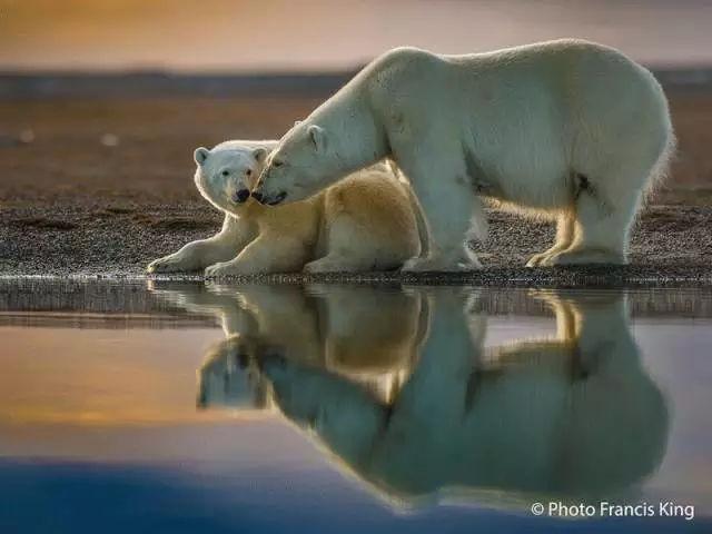 北极熊为什么不怕冷，北极熊会怕冷吗（北极熊的冷知识你知道多少）