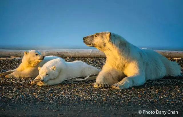 北极熊为什么不怕冷，北极熊会怕冷吗（北极熊的冷知识你知道多少）