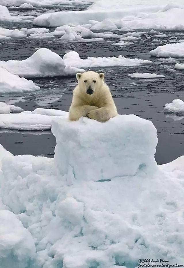 北极熊为什么不怕冷，北极熊会怕冷吗（北极熊的冷知识你知道多少）