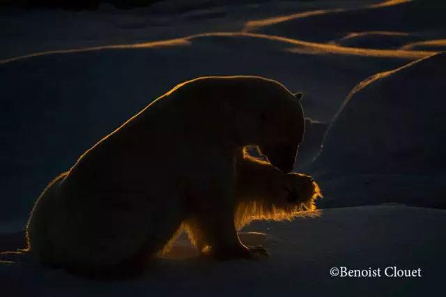 北极熊为什么不怕冷，北极熊会怕冷吗（北极熊的冷知识你知道多少）