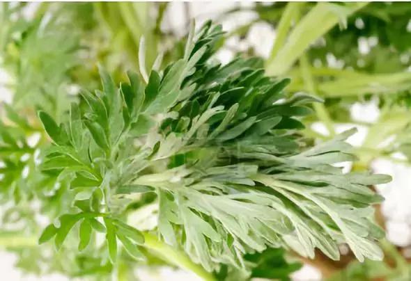 神仙草的功效与作用，神仙草的功效与作用及禁忌（一撮六月“神仙草”）