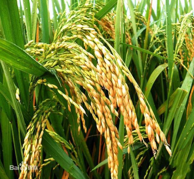 小町米和普通米的区别是什么，<小町米的前世今生>