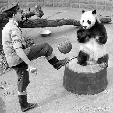 苦奋甘来的动物，十年寒窗将过去，苦奋甘来想荣华指什么生肖（大熊猫是我国的“国宝”）