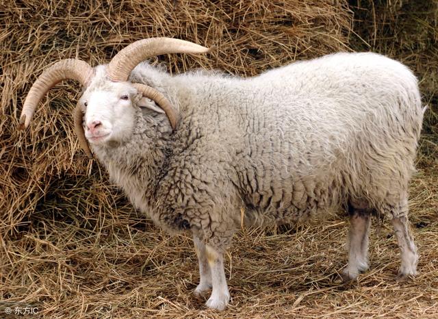 79年属羊的佩戴什么最旺财，1979年属羊人佩戴什么吉祥物（“79年大金羊”要大难临头了）