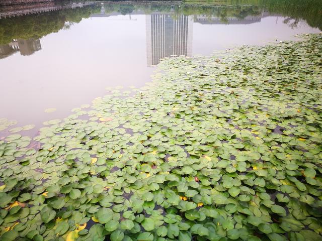 无锡城市职业技术学校,2022无锡城市职业技术学院在重庆录取分数线及招生计划(阴雨绵绵游无锡城市职业技术学院) 无锡城市职业技术学校,2022无锡城市职业技术学院在重庆录取分数线及招生计划(阴雨绵绵游无锡城市职业技术学院)