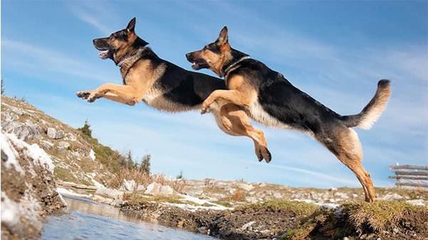 德国牧羊犬和罗威纳哪个好，为何养德国牧羊犬的人比罗威纳多