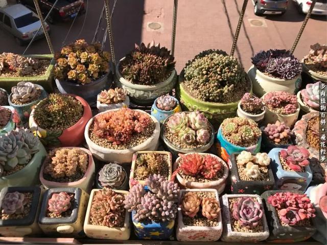 什么我的最爱作文400字，什么我的最爱作文400字四年级（在画盆的路上快乐前行）