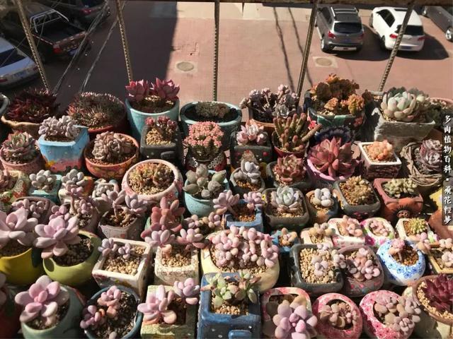 什么我的最爱作文400字，什么我的最爱作文400字四年级（在画盆的路上快乐前行）