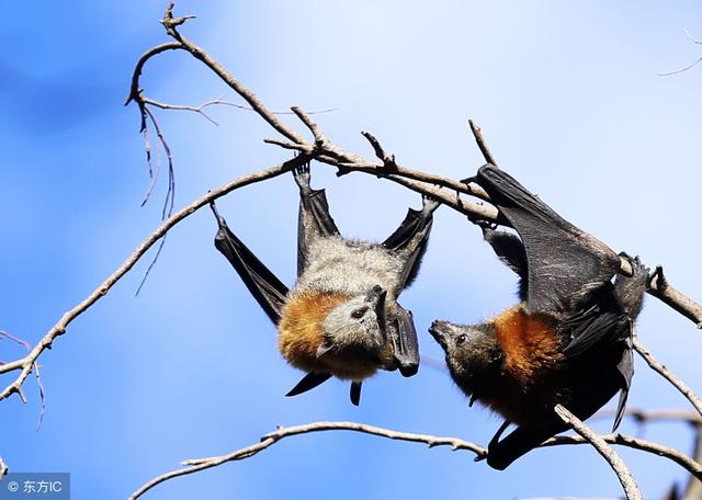 瞬息的拼音，瞬息万变的拼音（四年级语文下册生字拼音组词复习）