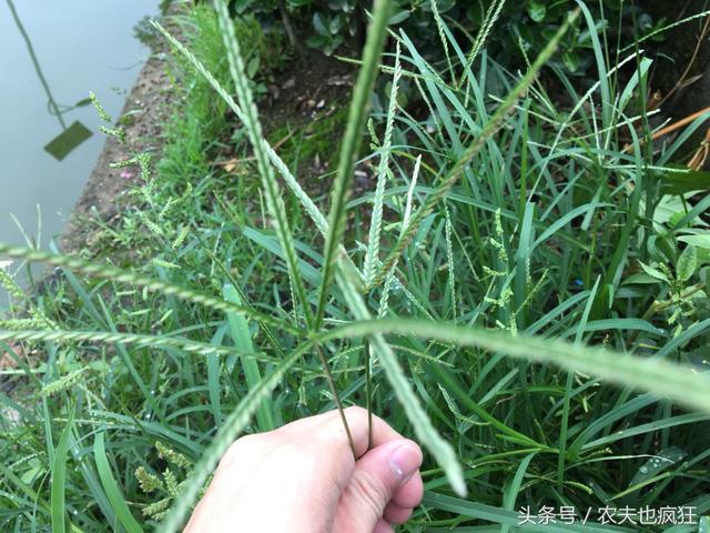 牛筋草加生姜的功效与作用，生姜牛筋草根泡脚有什么功效（牛筋草又名“踩不死”）