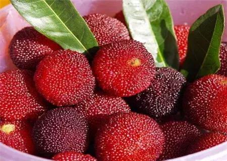 杨梅树皮泡酒功效，泡杨梅酒的功效（杨梅酒的功效作用及制作方法）