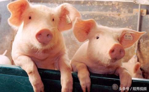 小猪佩奇图片   粉红Pig，小猪佩奇图片全部人物（小猪佩奇为什么是粉红色的）