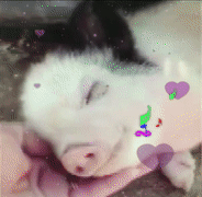 小猪佩奇图片   粉红Pig，小猪佩奇图片全部人物（小猪佩奇为什么是粉红色的）