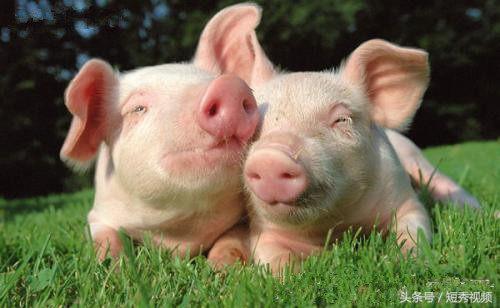 小猪佩奇图片   粉红Pig，小猪佩奇图片全部人物（小猪佩奇为什么是粉红色的）