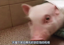 小猪佩奇图片   粉红Pig，小猪佩奇图片全部人物（小猪佩奇为什么是粉红色的）