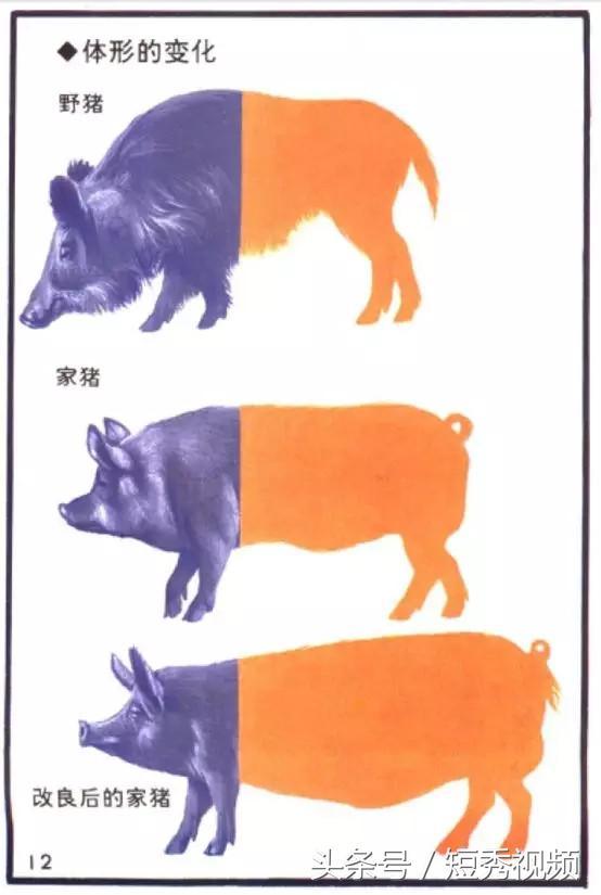 小猪佩奇图片   粉红Pig，小猪佩奇图片全部人物（小猪佩奇为什么是粉红色的）