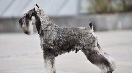 「涵姐詳細介紹迷你雪納瑞」一種源自德國的梗犬類