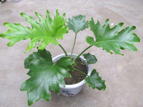 千手观音又叫什么(千手观音菜又叫什么) - 珍缘易学