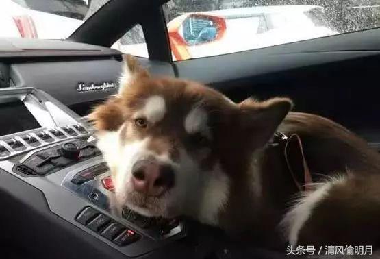 王思聪为什么这么喜欢狗，却不知道他的狗替他挣回了几千万