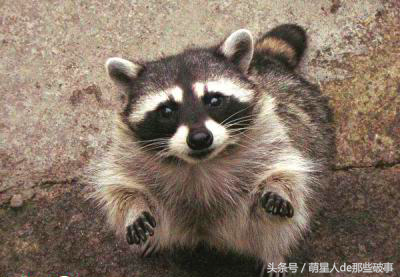 浣熊可以当宠物养吗，小浣熊可以养吗（小浣熊能养不）