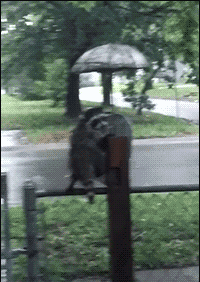 浣熊可以当宠物养吗，小浣熊可以养吗（小浣熊能养不）