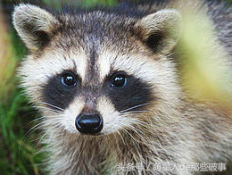 浣熊可以当宠物养吗，小浣熊可以养吗（小浣熊能养不）