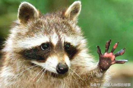 浣熊可以当宠物养吗，小浣熊可以养吗（小浣熊能养不）