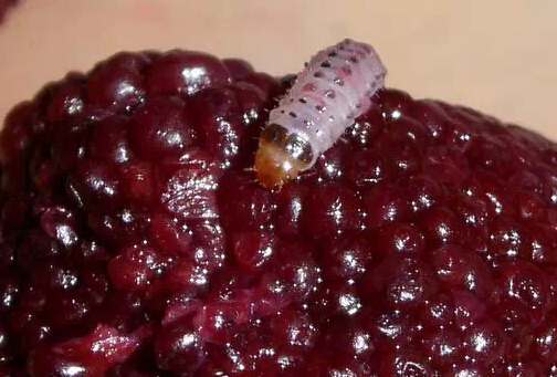 杨梅中的白色虫子(杨梅中有白色虫子) - 用户投稿 - 尚知号