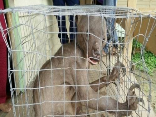 水猴子真的存在吗，揭秘水猴子存在之谜（科学家承认水猴子存在）