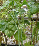 赤小豆是红豆吗，赤小豆可以除斑养颜（药食同源—赤小豆是红豆吗）