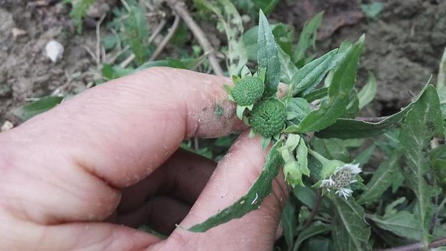 旱莲草的功效与作用，女贞子的功效与作用（农村随处可见的这种野草）