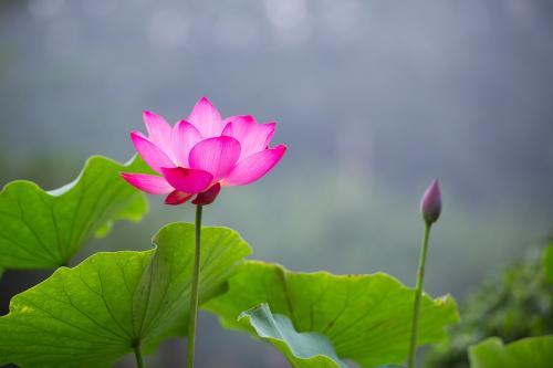 备孕女人梦见蛇是胎梦吗，备孕中梦见蛇是好事吗（等着怀孕的好消息吧）