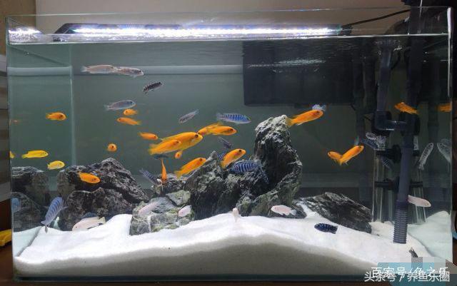 虎鲨观赏鱼怎么养，观赏鱼虎头鲨怎么养（养鱼的人，都是这样的经历吧）
