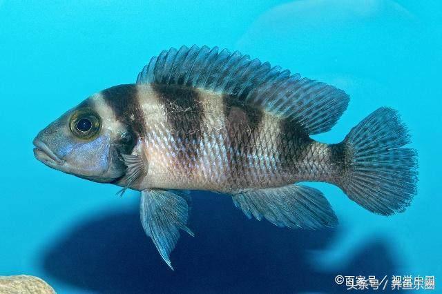 虎鲨观赏鱼怎么养，观赏鱼虎头鲨怎么养（养鱼的人，都是这样的经历吧）