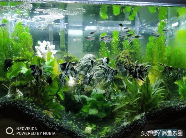 虎鲨观赏鱼怎么养，观赏鱼虎头鲨怎么养（养鱼的人，都是这样的经历吧）